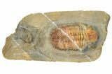 Spiny Drotops Armatus Trilobite - Colorful Shell #192502-1